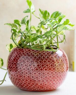 Maceta de barro capuleado modelo bola.