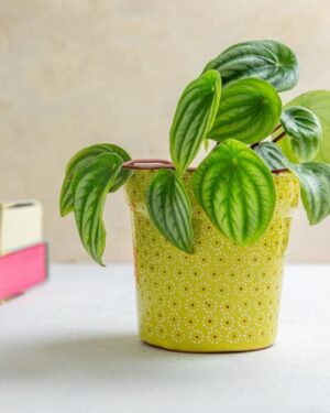 Maceta tradicional de barro capuleado